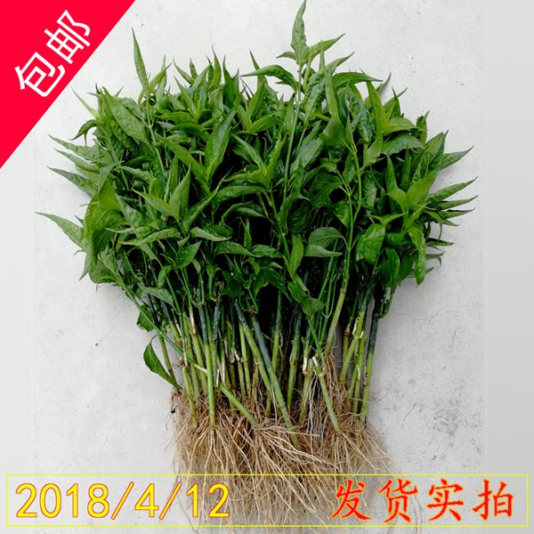 粤东马来忧遁草种植基地