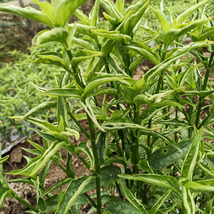 粤东马来忧遁草种植基地,忧盾草种植,忧顿草批发,优盾草销售,抗癌草药,鳄嘴花