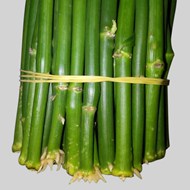 忧遁草育苗枝条,黎王草苗