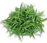 忧遁草干叶子 优顿草干品 优盾草 黎王草茶 自然晒干